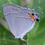 image of animal