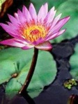 image of water_lilly