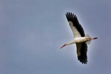 image of white_stork