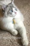 image of animal