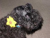 image of kerry_blue_terrier