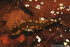 image of spotted_salamander