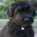 image of animal