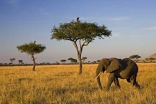 image of savanna