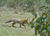 image of grey_fox