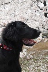 image of flat_coated_retriever