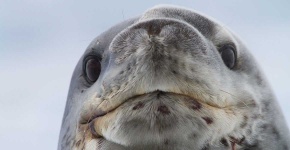 image of animal