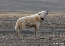 image of white_wolf
