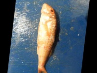image of fish