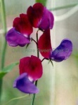 image of flower