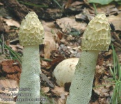image of stinkhorn