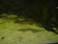 image of platypus