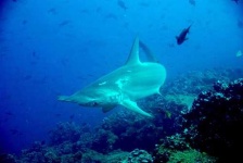 image of hammerhead