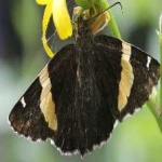 image of banded_butterfly #30