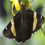 image of animal