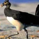 image of bird