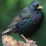 image of bird