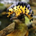 image of bird