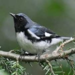 image of black_throated_warbler #29