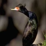 image of bird