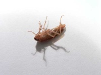 image of cockroach