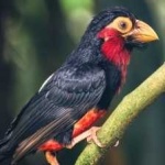 image of bearded_barbet #19