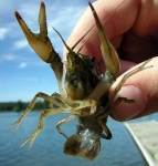 image of crayfish
