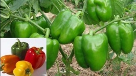 image of capsicum #12