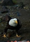 image of bald_eagle