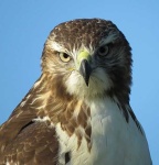 image of hawk