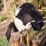 image of bird
