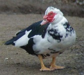 image of animal