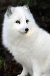 image of arctic_fox