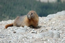 image of marmot