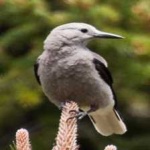 image of bird