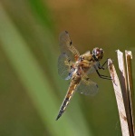 image of dragonfly
