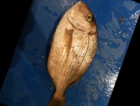 image of red_sea_bream #11