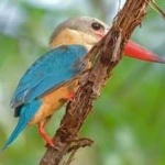 image of bird