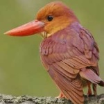 image of bird
