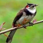 image of bird