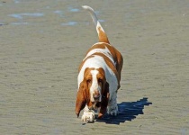 image of basset_hound #28