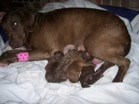 chesapeake_bay_retriever