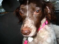 image of brittany_spaniel