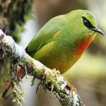 image of bird