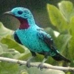 image of bird