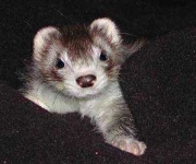 image of weasel