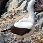 image of bird