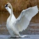 image of bird