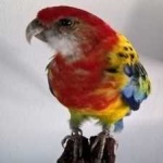 image of bird