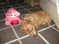 image of norfolk_terrier